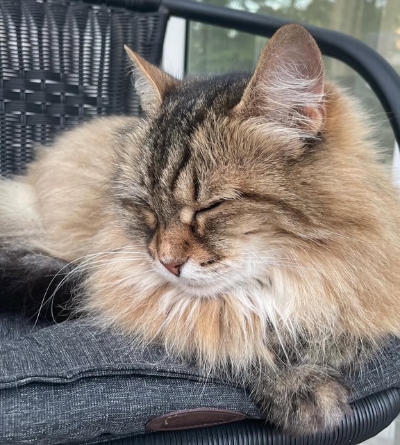 Sibirisk katt Juliet